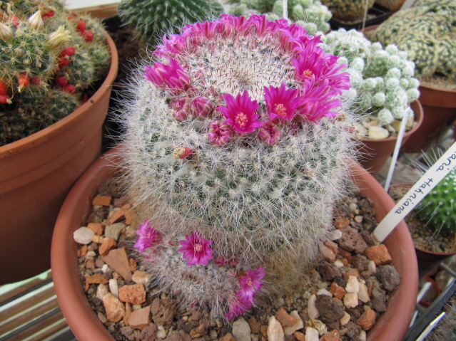 Mammillaria hahniana 