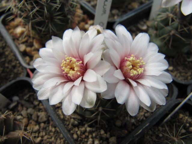 Gymnocalycium Odoratum 