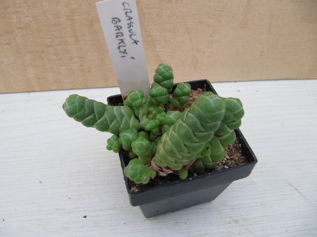 réf:1510  Crassulas Barklyi