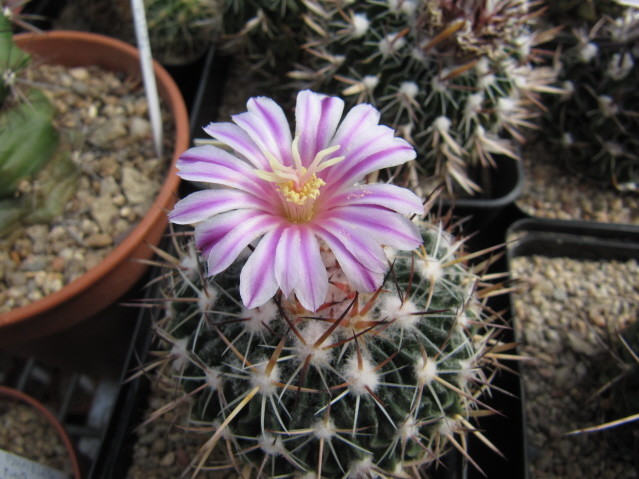Stenocactus SP DSCF465