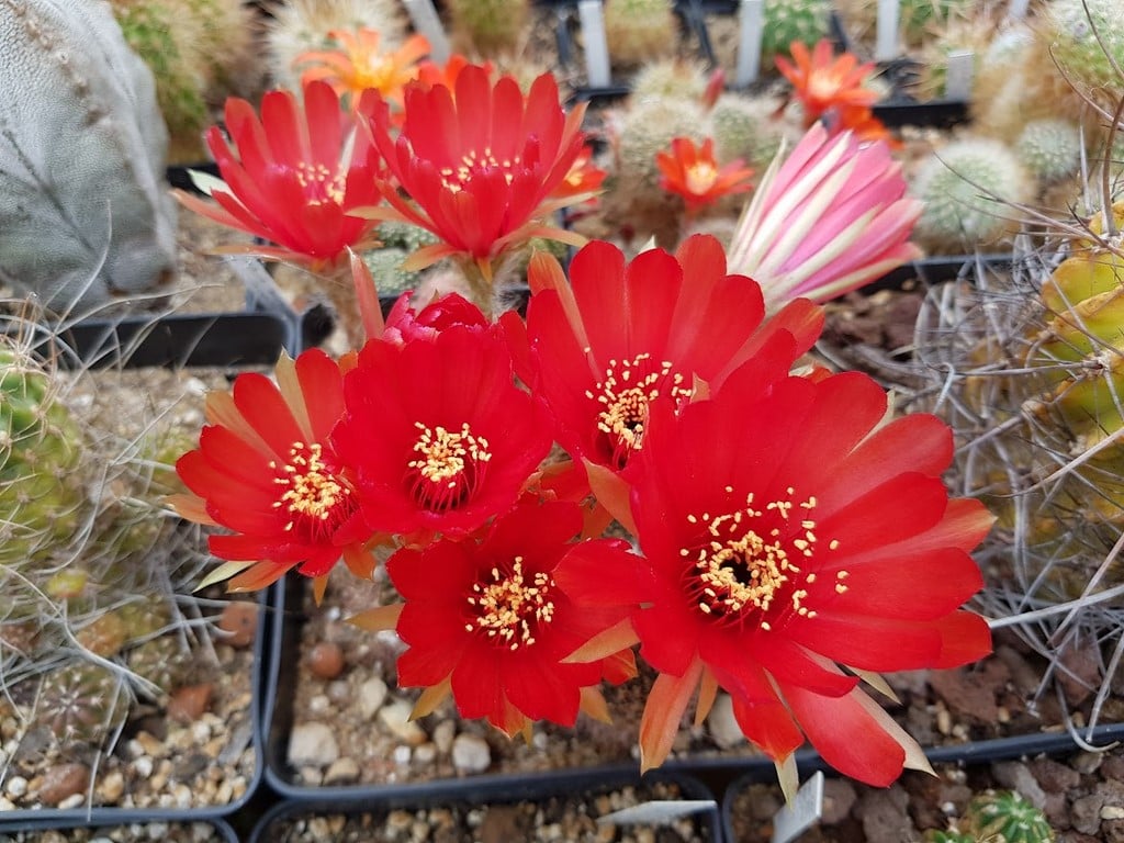 Lobivia Arachnacantha v, densiseta