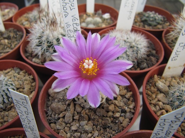 Turbinicarpus valdezianus 