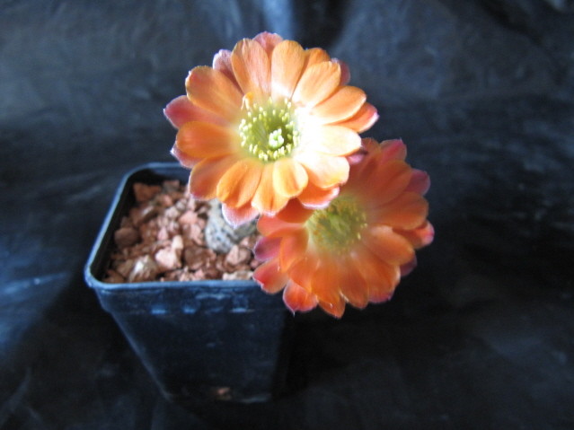 Rebutia Pygmaea v. isayachensis RH 1076 