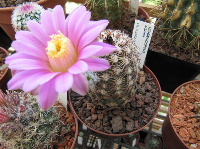 Echinocereus Adutus réf:130-1 