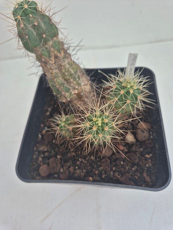 Echinocereus scheeri 