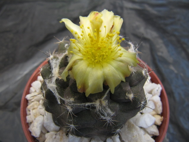 Copiapoa Hypogaea réf:679-1 
