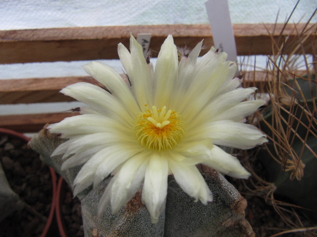Astrophytum Myriostigma 