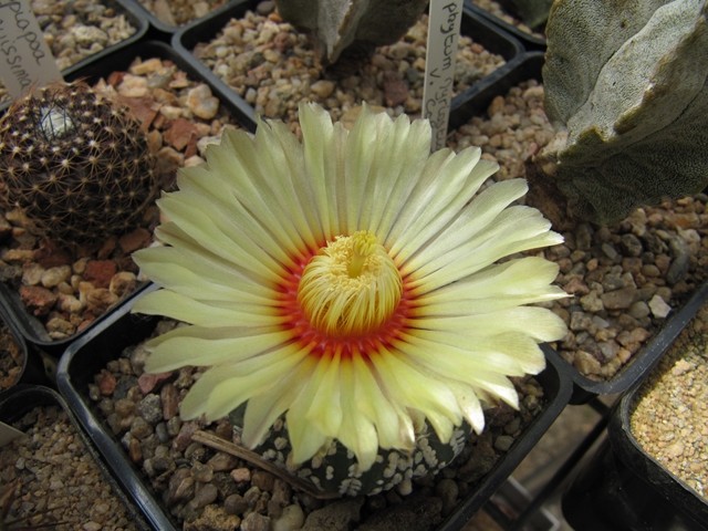 Astrophytum Asteria Super Kabuto