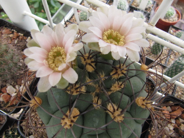 Gymnocalycium Saglionis 
