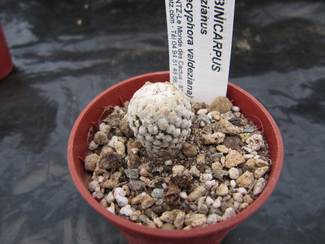 réf597-1 photo prise le 23-10-2010