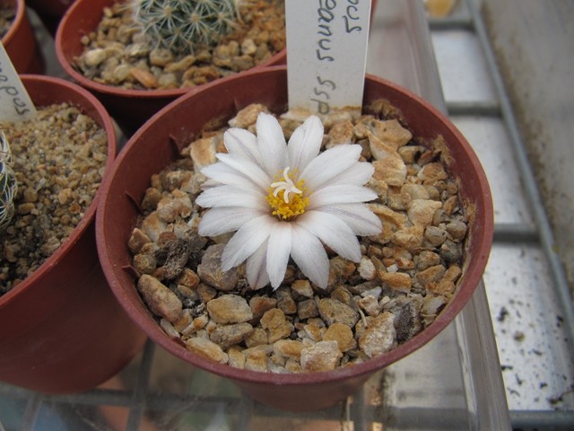 Turbinicarpus schmiedickeanus ssp, macrochele 