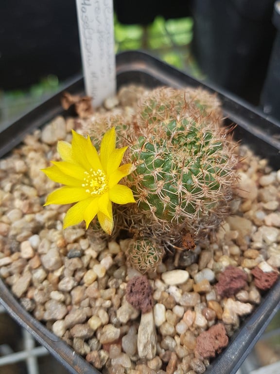 réf:932-2 (semis année 2011)