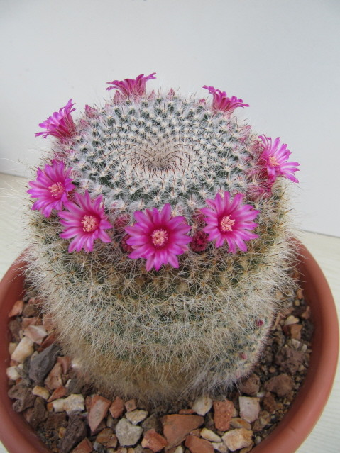 Mammillaria hahniana 