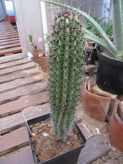 réf:650-1 photo prise le 27-10-2018