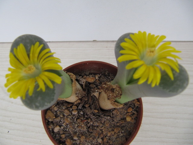 réf:30-1 photo prise le 14-10-2012