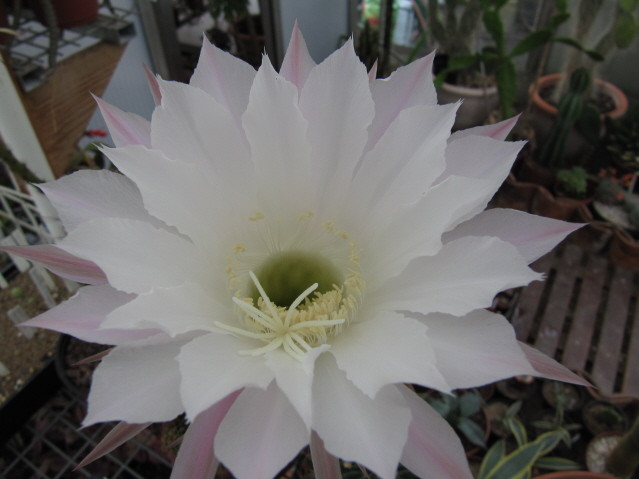 Echinopsis Eyriesii 