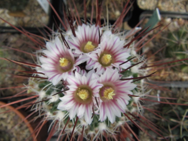 Stenocactus Vaupelianus 