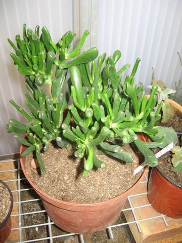 réf:1531-3 Photo prise le 28-03-2008