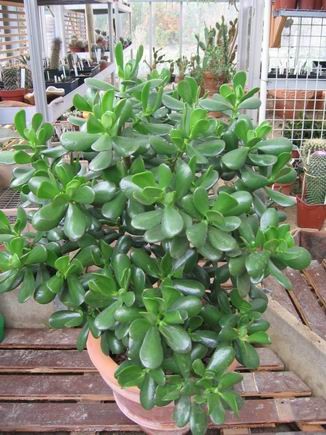 réf:1530-1 Photo prise le 11-10-2009