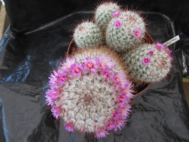 Mammillaria bombycina 