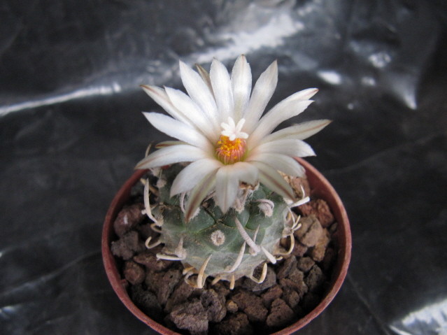 Turbinicarpus schmiedickeanus ssp klinkerianus 