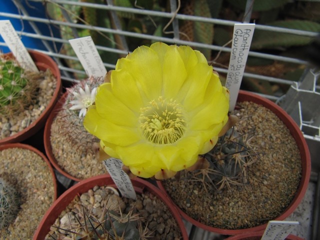 Acanthocalycium glaucum X griseum AF 