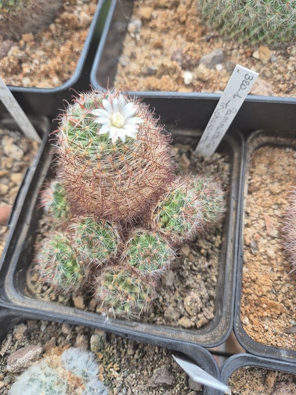 Mammillaria Trichacantha SB 21