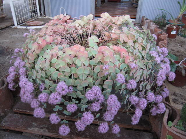 réf:1571-1  photo prise le 22-10-2011