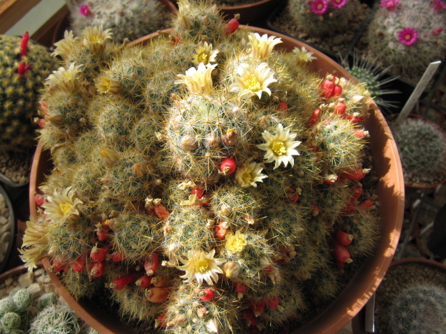 Mammillaria prolifera 