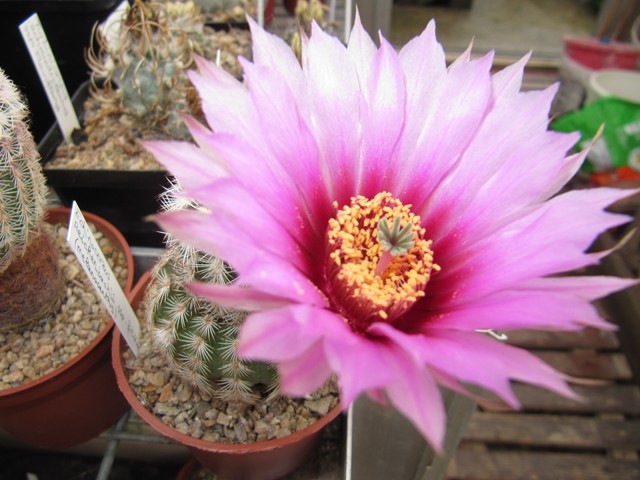 Echinocereus Reichenbachii ssp. fitchii 