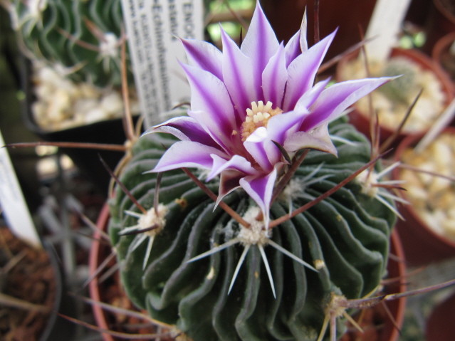 Stenocactus hastatus 