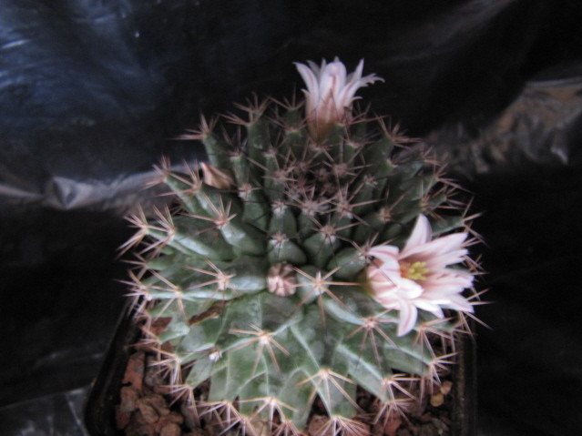 Mammillaria durangicola  