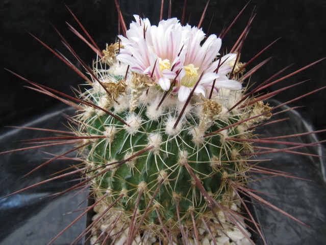 Stenocactus Vaupelianus 