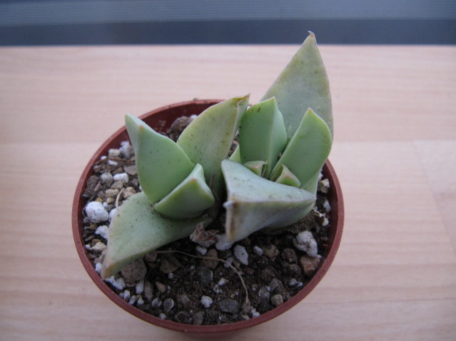 réf:1627-1  Conophytum Herreanthus