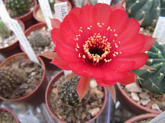 Lobivia Arachnacantha v, Torrecillacensis 