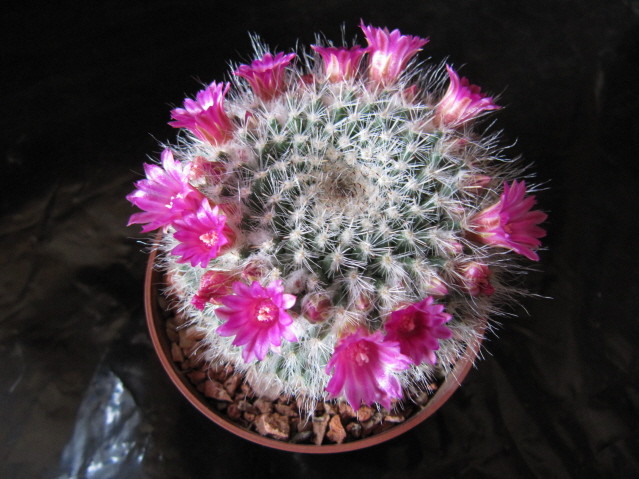 Mammillaria hahniana 