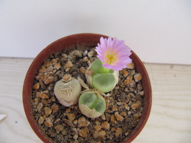réf:1639-1 Conophytum Subfenestratum