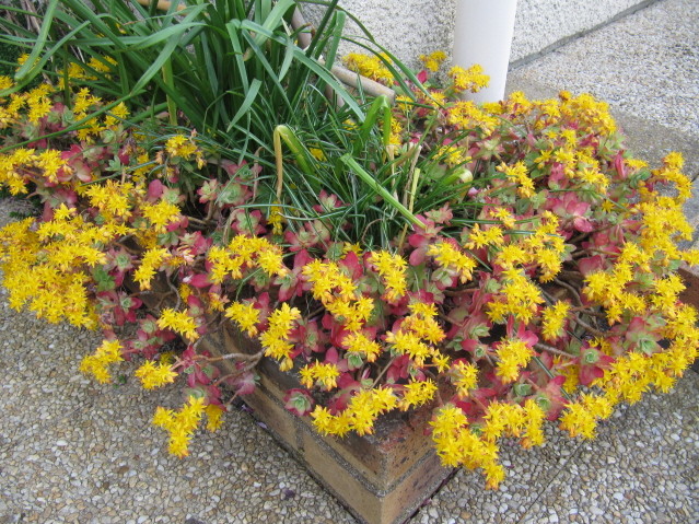 Sedum palmeri photo prise le 21-04-2013