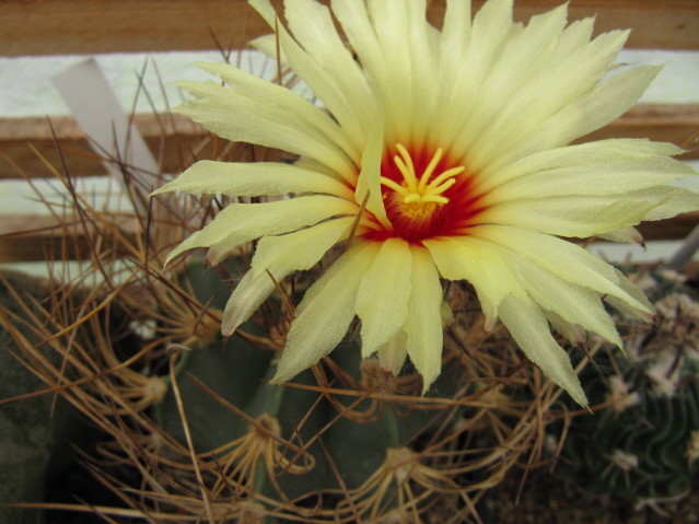 Astrophytum senile aureum 