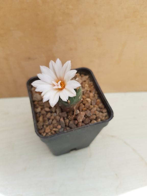 Turbinicarpus Schmiedickeanus Polaskii