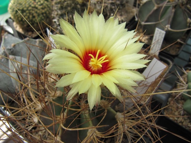 Astrophytum senile aureum
