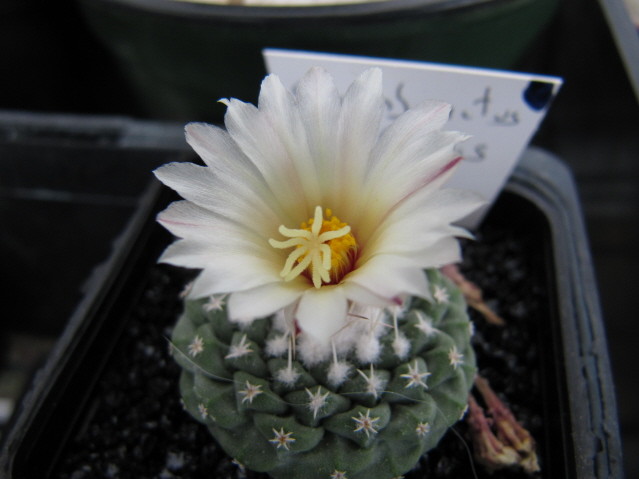 Strombocactus disciformis 