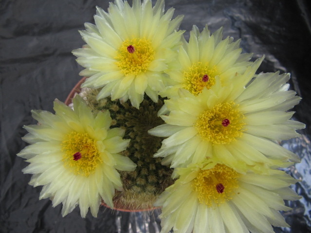 Parodia Werdermanniana 