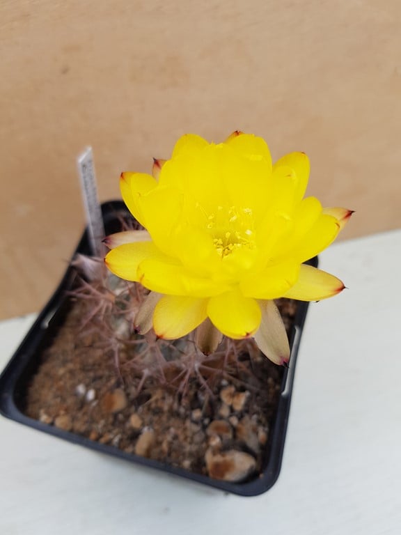 Acanthocalycium glaucum X griseum AF