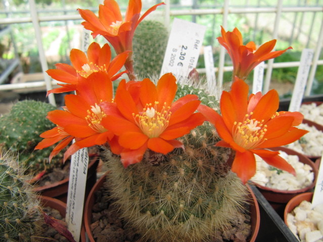 Rebutia Fiebrigii aylostera 