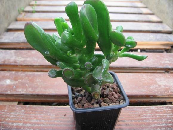 réf:1531-5 Photo prise le 11-10-2009