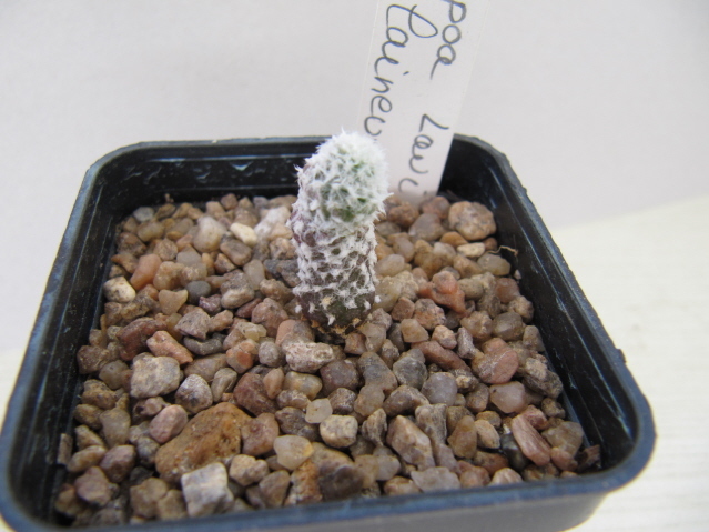 réf:668 Copiapoa laui très laineux 