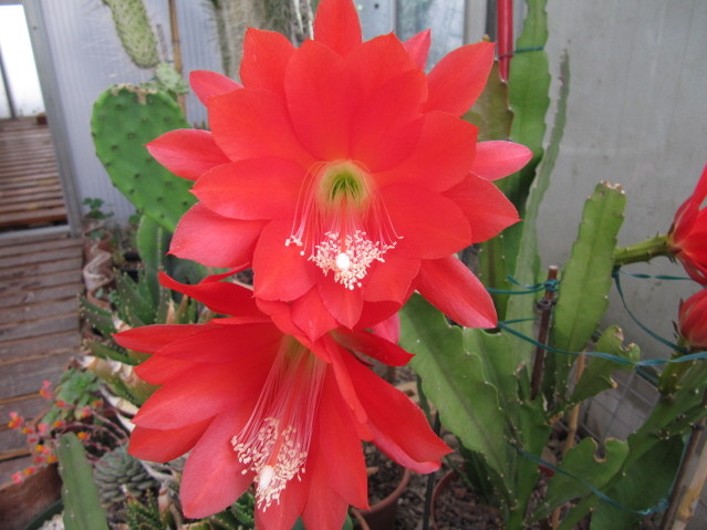 Epiphyllum 