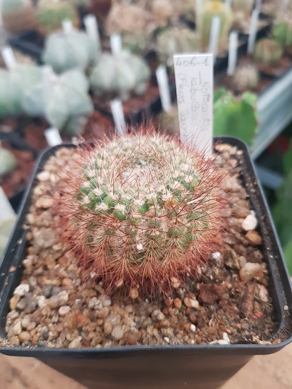 réf:406 Notocactus Tabularis fleurs jaunes
