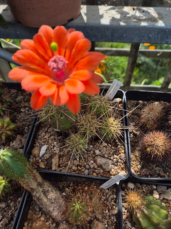 Echinocereus acifer ssp. huitcholensis 
